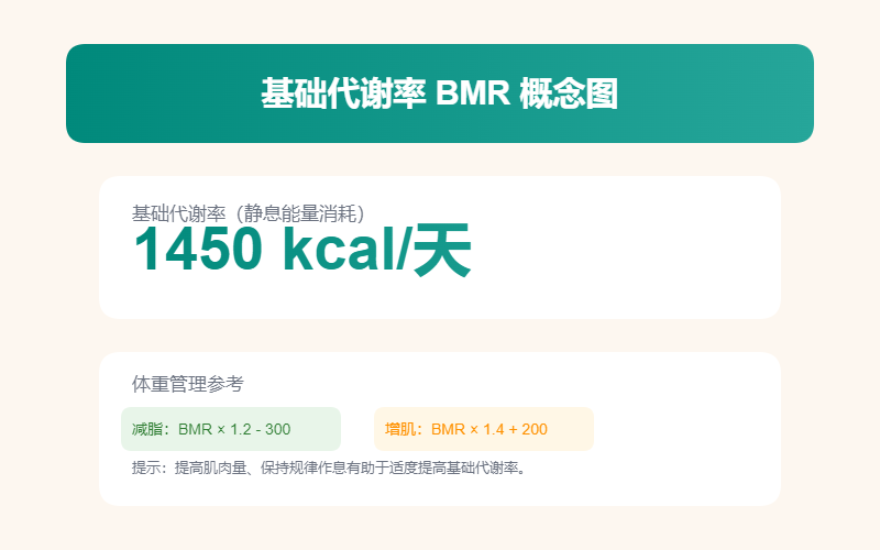 基础代谢率计算器界面示意图_BMR在线计算每日基础代谢热量